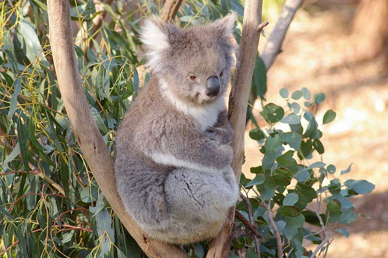 Ziemia obiecana czy pułapka? Koala