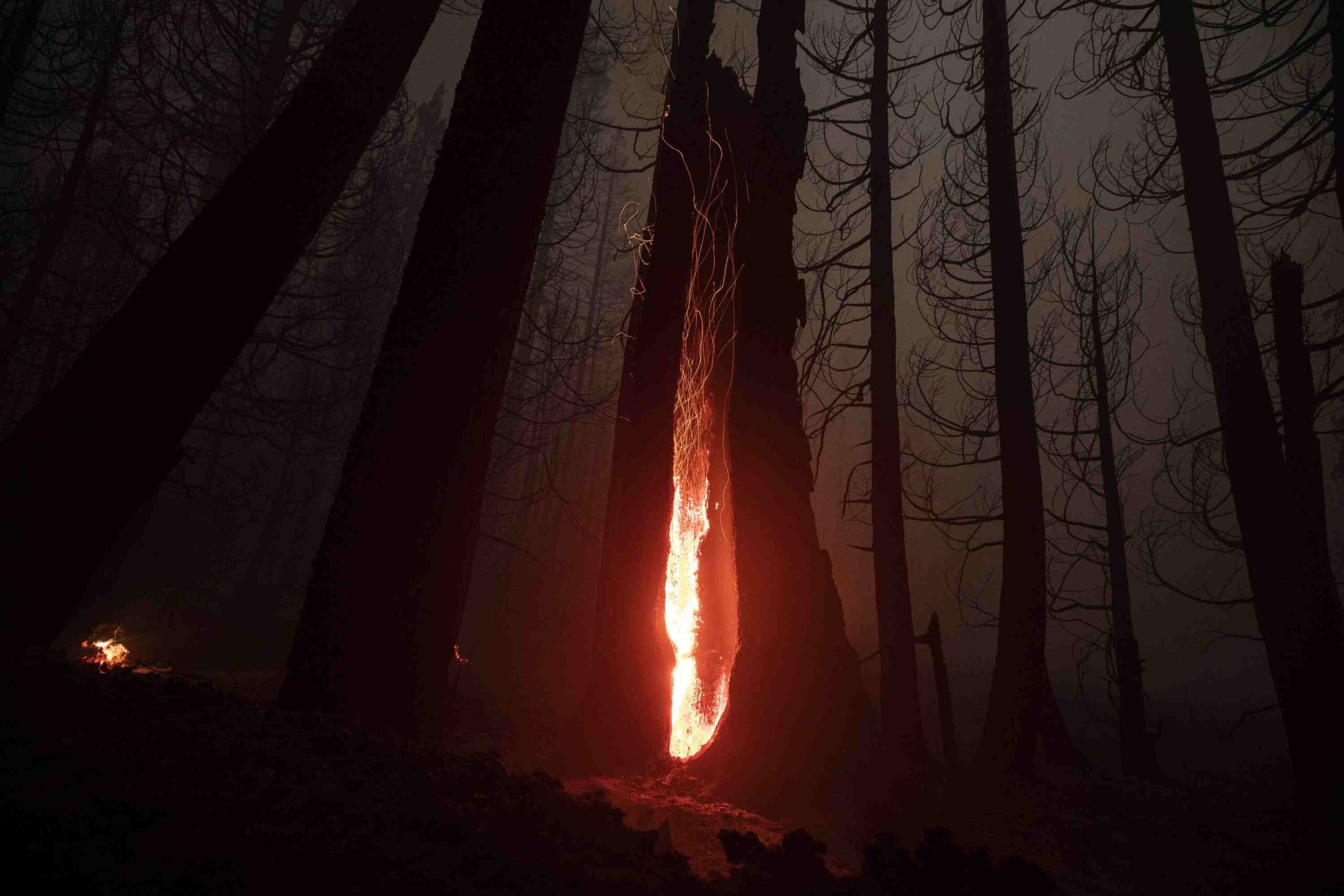 Fot. PAP/EPA/ETIENNE LAURENT epa09484965 Ambers fly from a burning trunk as the Windy Fire burns in the Sequoia National Forest, near Johnsondale, California, USA, 23 September 2021. According to the latest reports, the Windy Fire is 43,745 acres with six percent containment. EPA/ETIENNE LAURENT Dostawca: PAP/EPA.