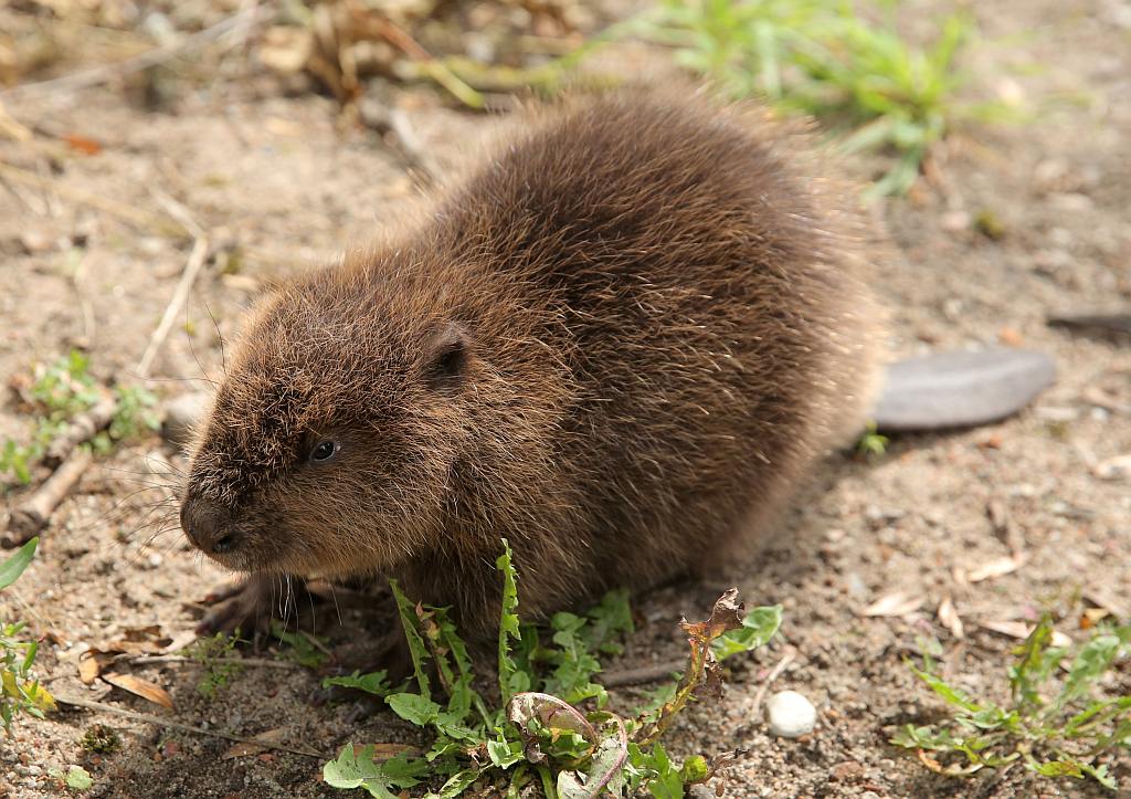 Bóbr Fot. PAP/Tomasz Waszczuk