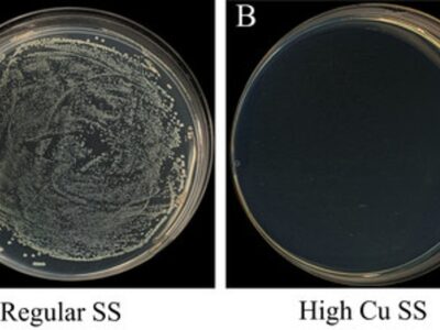 Photos of typical bacterial colonies on A) regular SS and B) the high Cu SS (20 wt%) Fot. PR Newswire/The University of Hong Kong